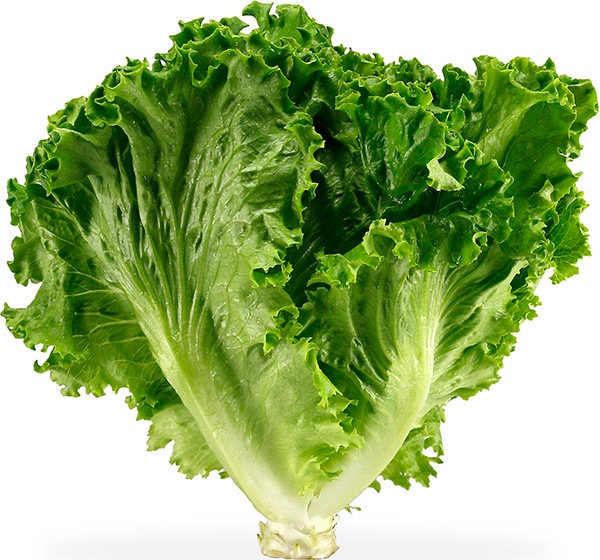 Red Leaf Lettuce